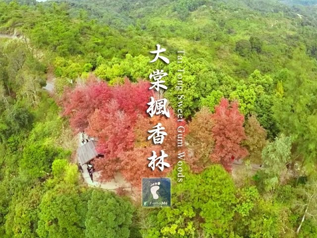 漫山楓香 紅葉盛會 － 大棠楓香林
