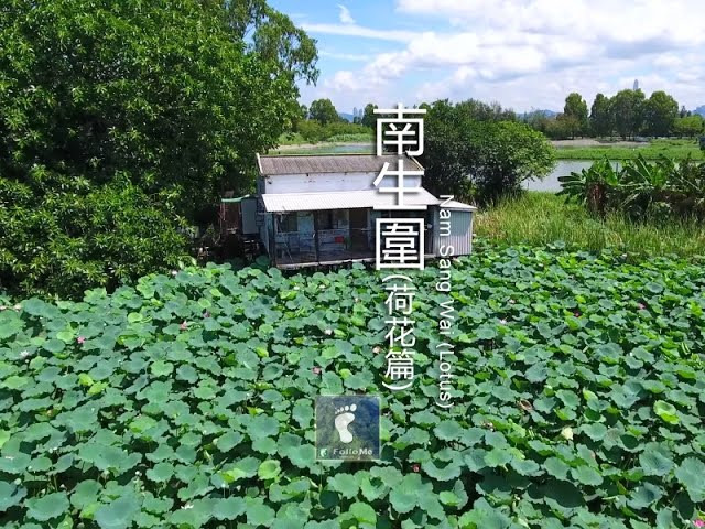 出水芙蓉 － 南生圍（二）