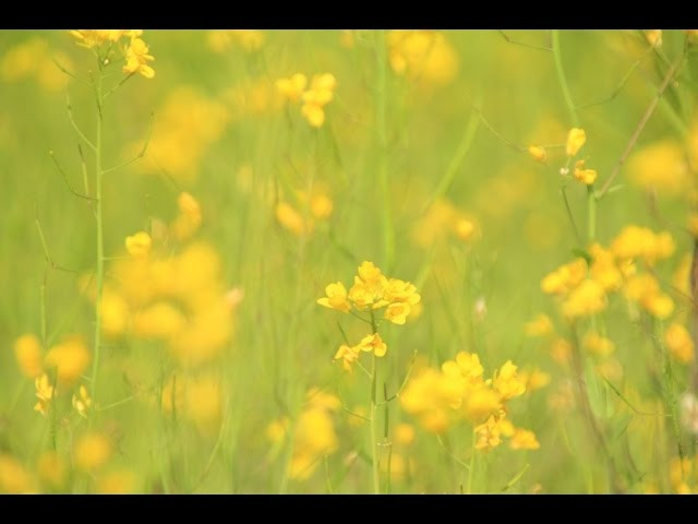 美麗的金黃背後 － 沙螺洞油菜花田