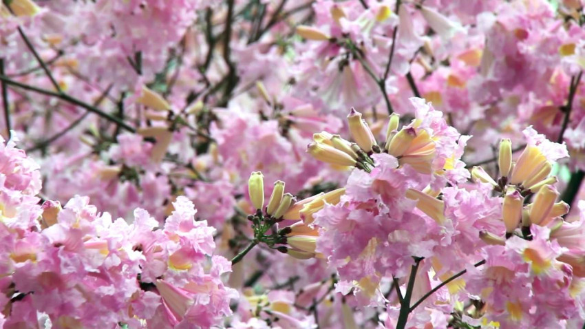 醉人風鈴 － 葵芳粉紅花風鈴木