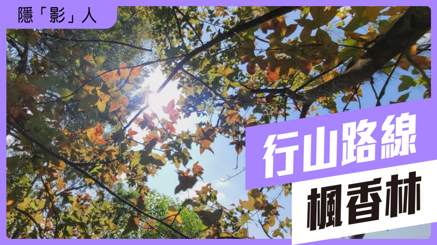 隱影人 大棠｜楓香林