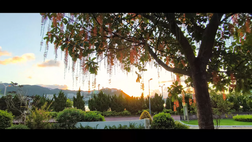 紅花玉蕊伴晚霞